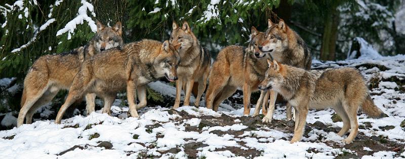 Bayerwald Tierpark_13.jpg